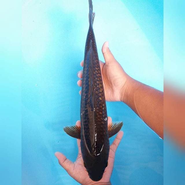 Besar Murah 44cm. #10
