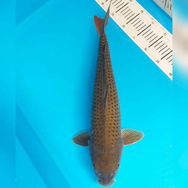 Besar Murah 50cm. #11