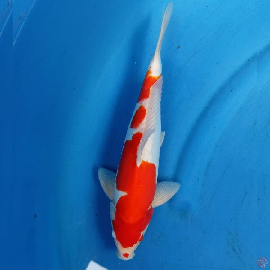 Doitsu Kohaku 33cm