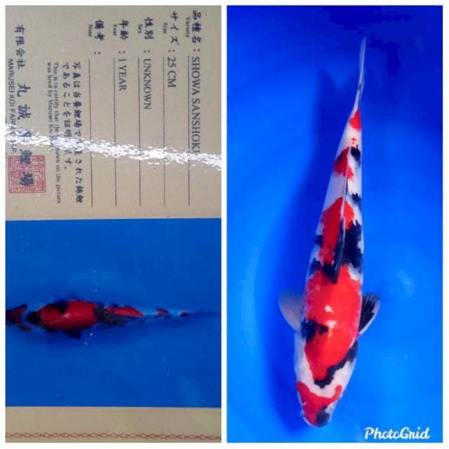 Showa import marusei farm