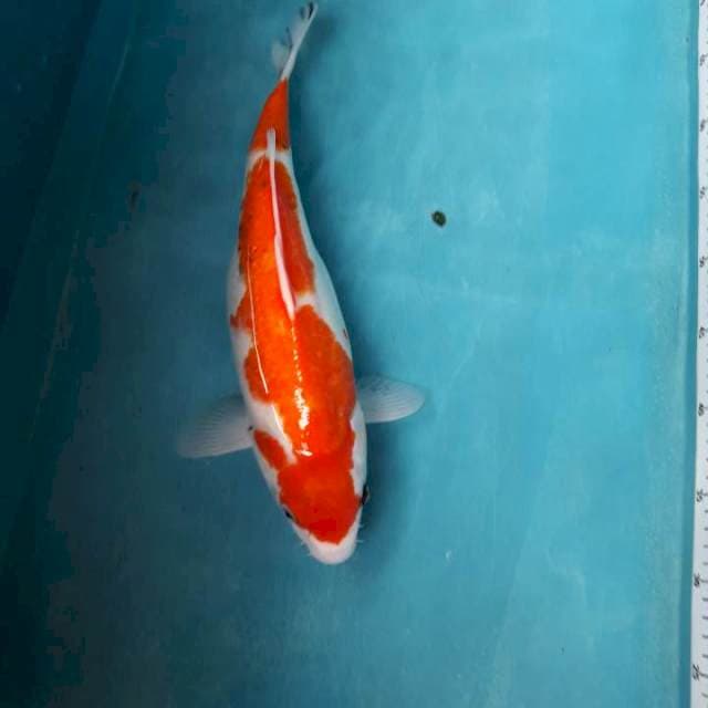 Showa tategoi