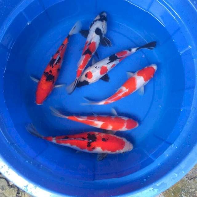 Sk paket mix