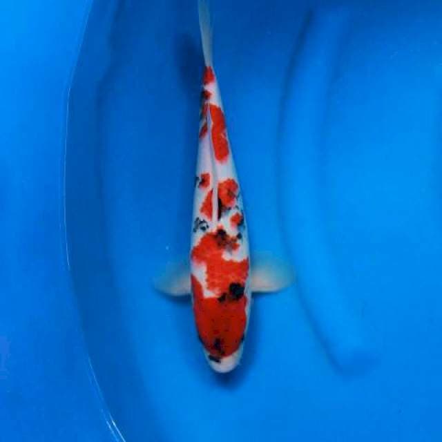 Kindai sakura 33cm