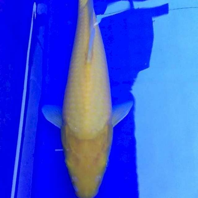 Karashi mata merah