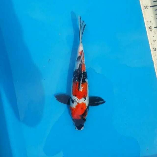 25cm showa aragoke ginrin Male