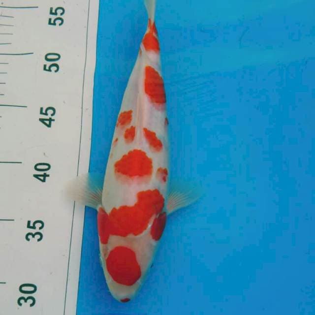 MARUTEN KOHAKU 28CM