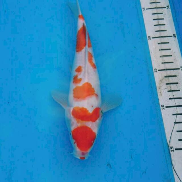 MARUTEN KOHAKU 23CM