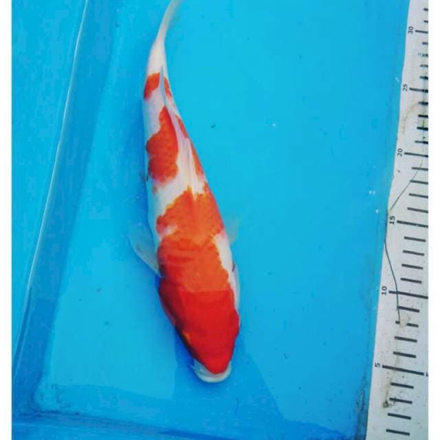 MARUTEN KOHAKU 30 CM