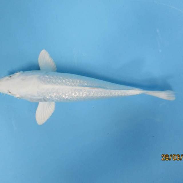 Paltinum25cm