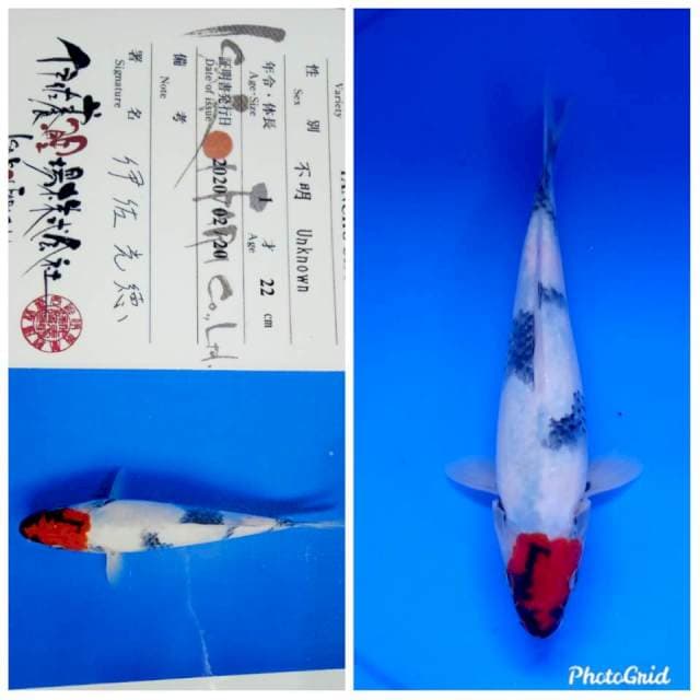 Tancho showa isa farm