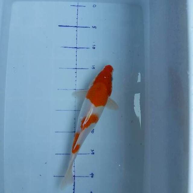 Kohaku