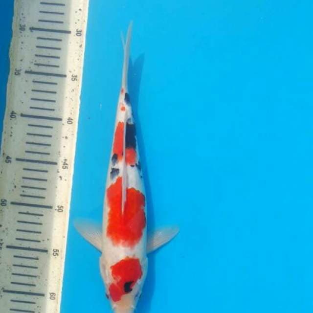 Tategoi showa 32cm Male