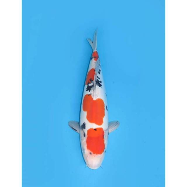 Jumbo Sanke Doitsu Murni - 42cm