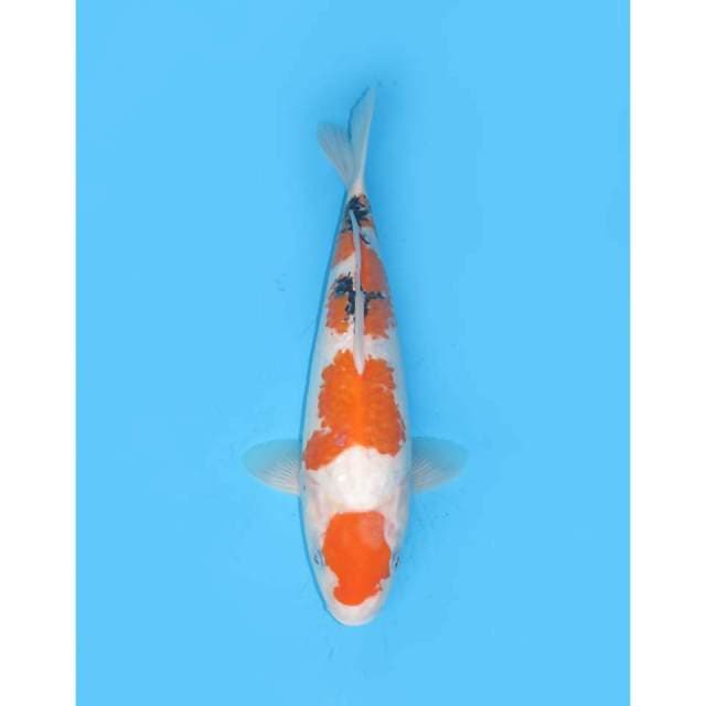 Yondan Sanke - 35cm