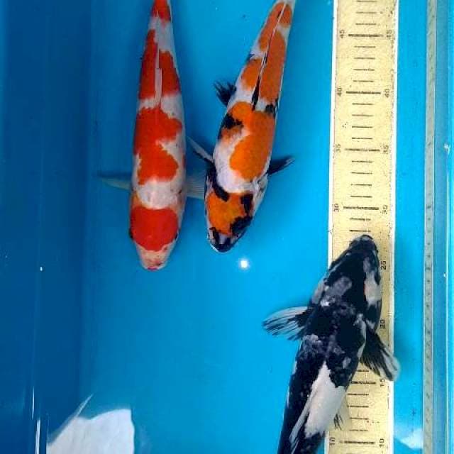 MIX KOI