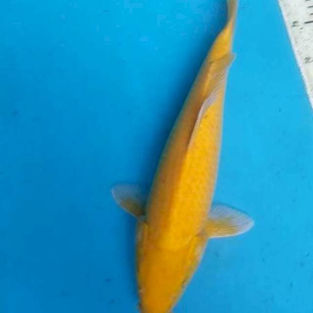 TULANG BESAR