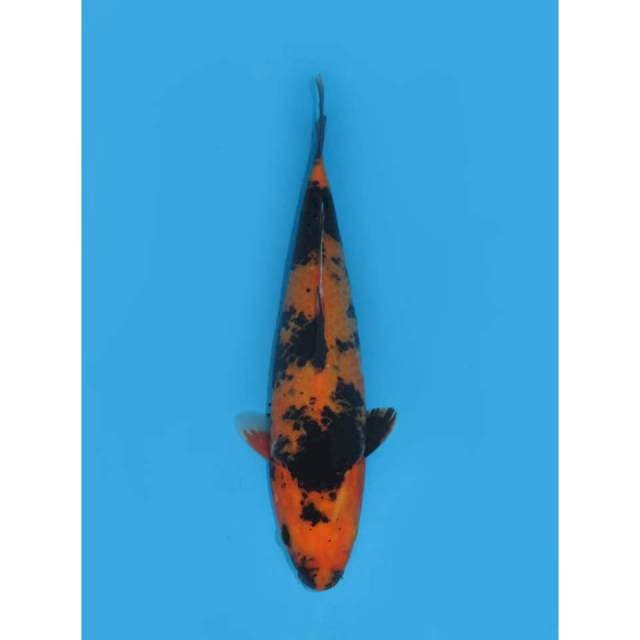 Hi Utsuri F1 - 29cm