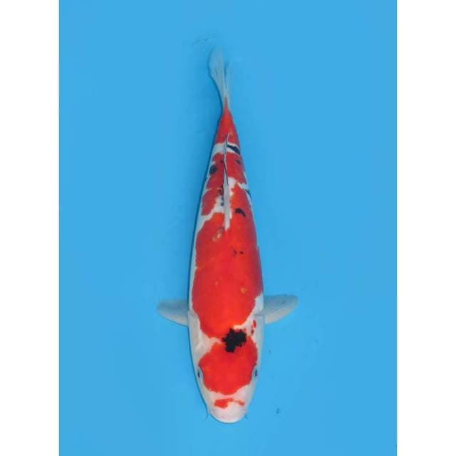 Jumbo Doitsu Sanke - 40cm