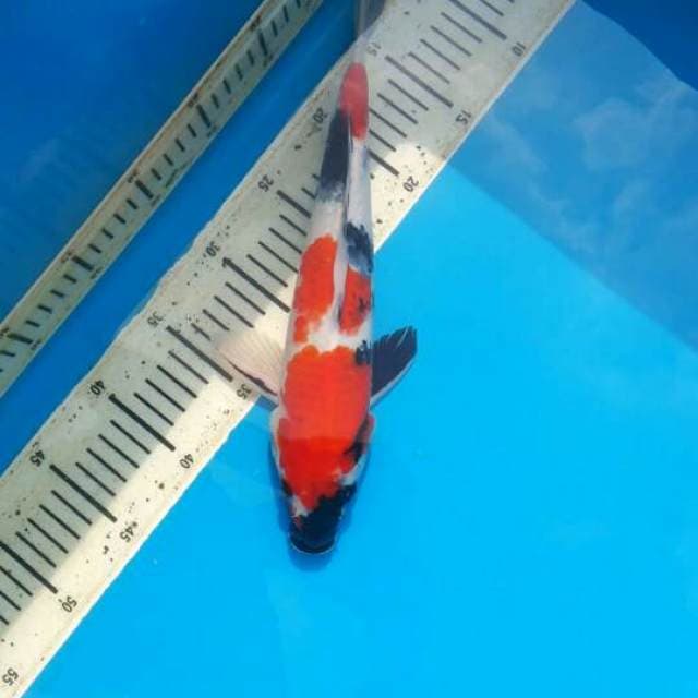 32cm Showa Male