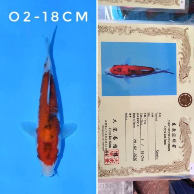 ooya sanke 18cm sertifikat