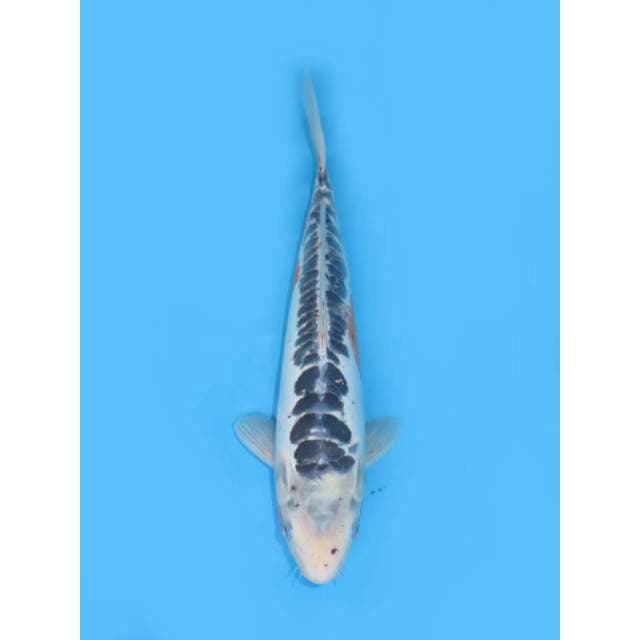 Shusui - 35cm