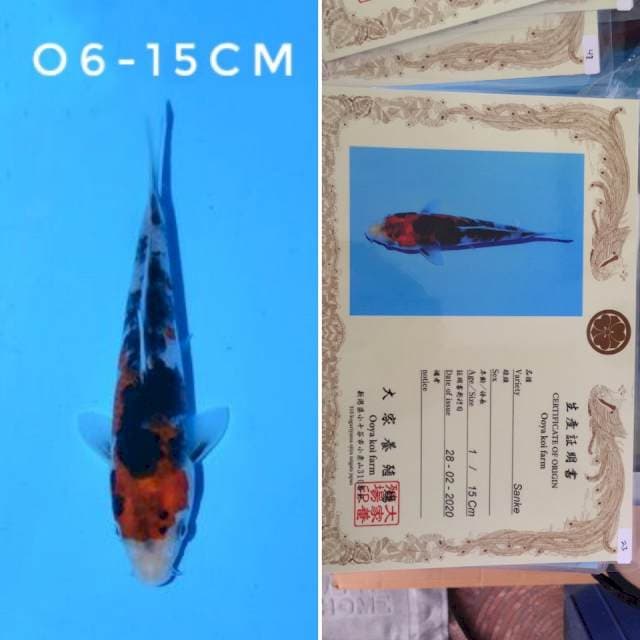ooya sanke 15cm sertifikat