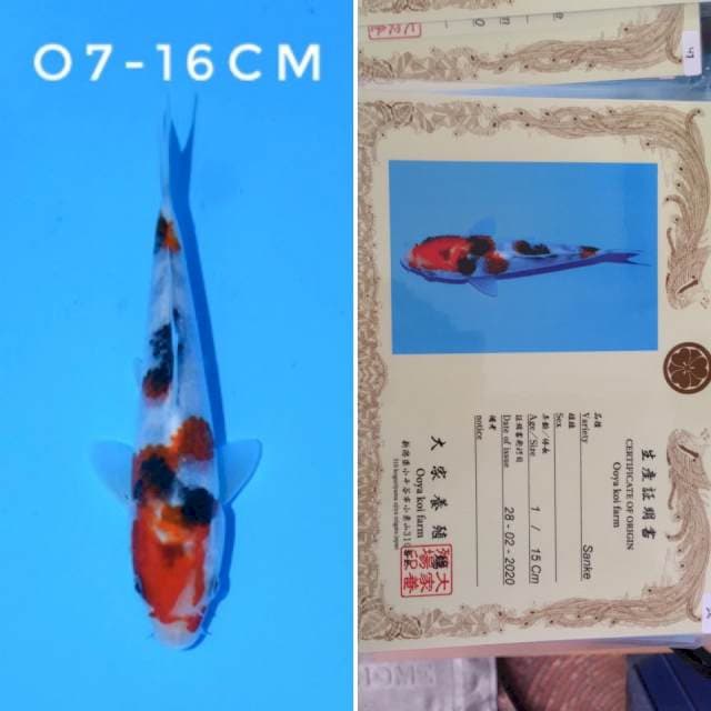 ooya sanke 16cm sertifikat