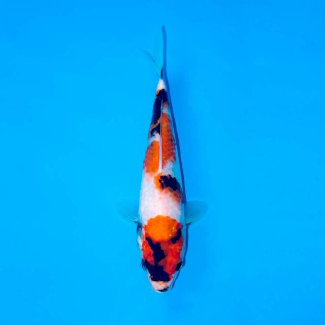 SHOWA TATEGOI PROSPEK 20 CM FEMALE