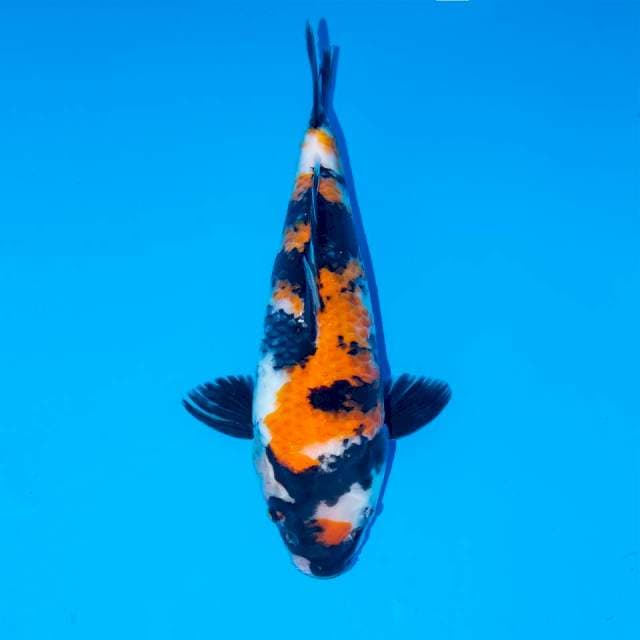 F2 MARUTEN SHOWA 27 CM FEMALE