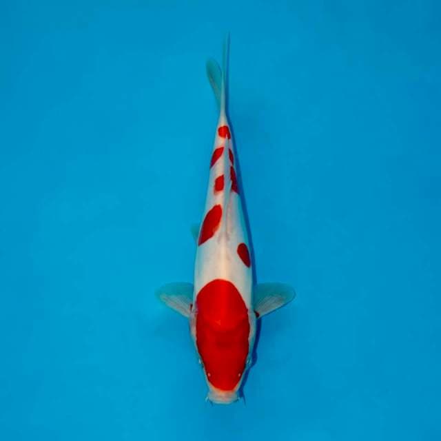 DOITSU MURNI KOHAKU 20 CM MALE