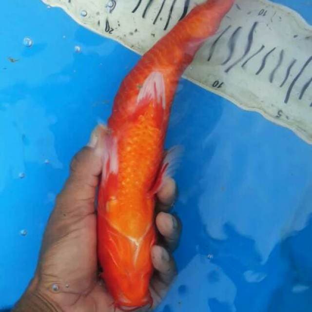 30cm Aka hajiro Male