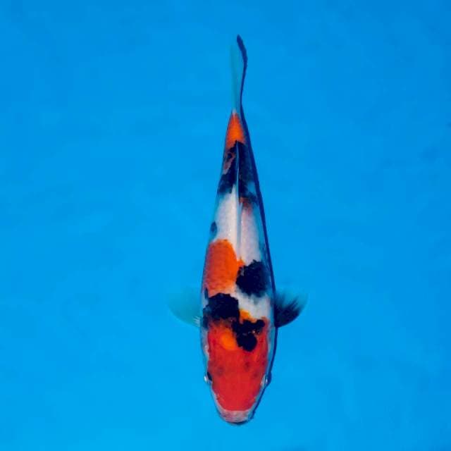 KINDAI HALUS 18 CM