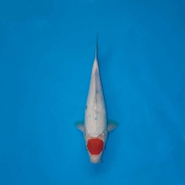 TANCHO 25 CM FEMALE
