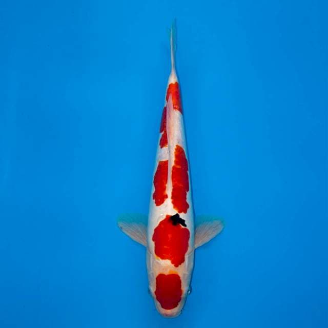 MARUTEN RED DOITSU BIG SIZE 40 CM MALE