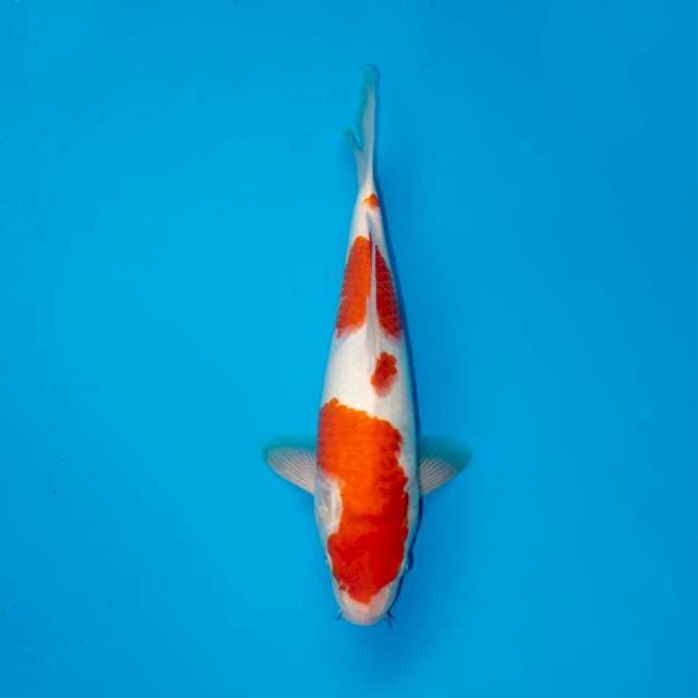 KOHAKU F1 29 CM MALE