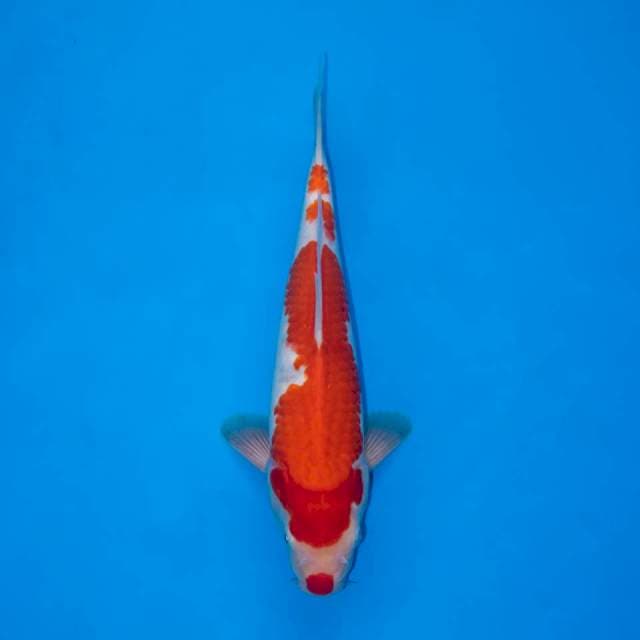 KUCHIBENI KOHAKU BENI TEBAL F1 28 CM MALE