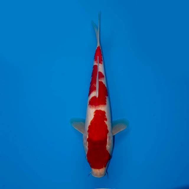 RED KOHAKU 33 CM FEMALE