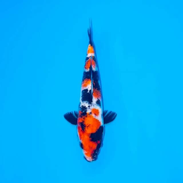 SHOWA SANSHOKU 25 CM MALE
