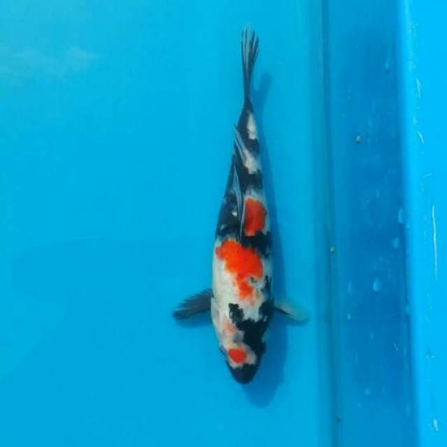 26cm showa doitsu female