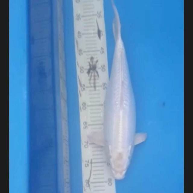 Doitsu bulki 42cm