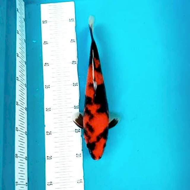 Hi Showa # 30cm