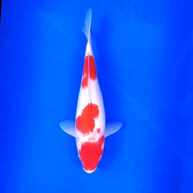 Kohaku # 30cm