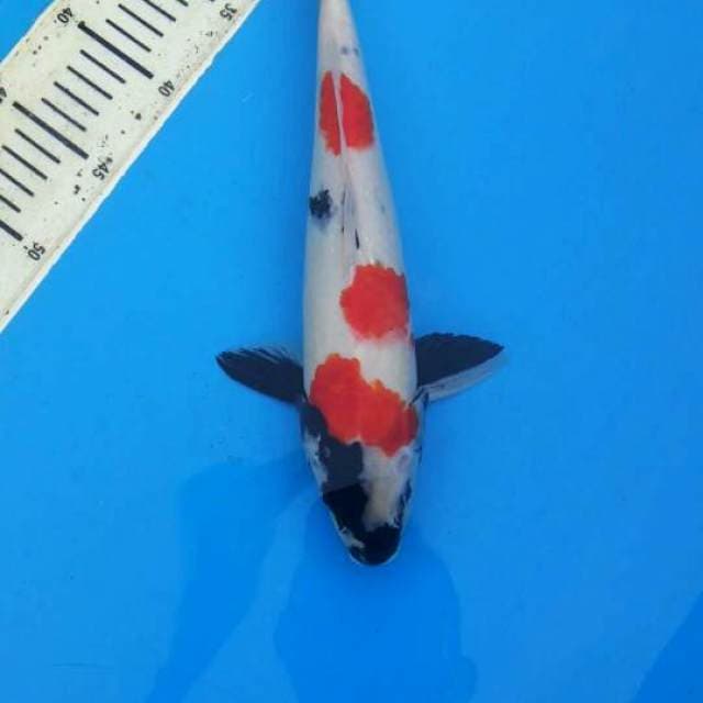 34cm showa Male