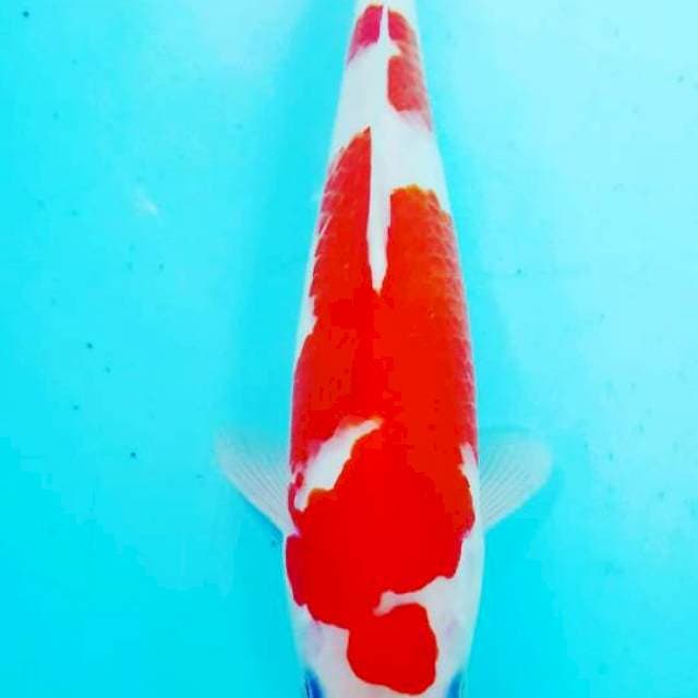 kohaku 30 cm