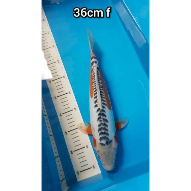 HANA SHUSUI 36cm