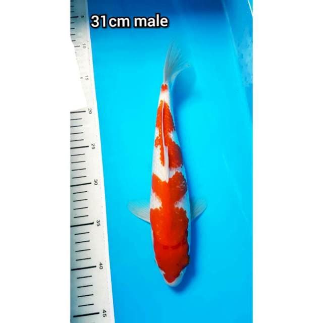 KOHAKU GINRIN 31cm MALE