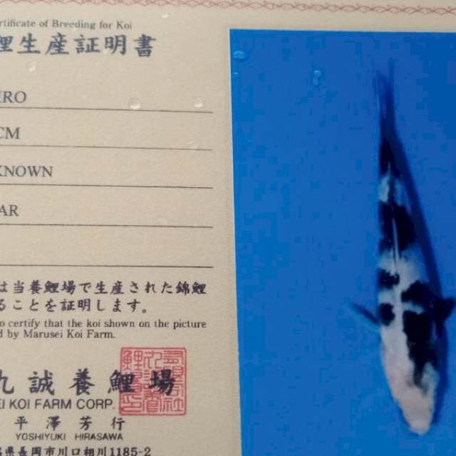 Shoro import marusei farm