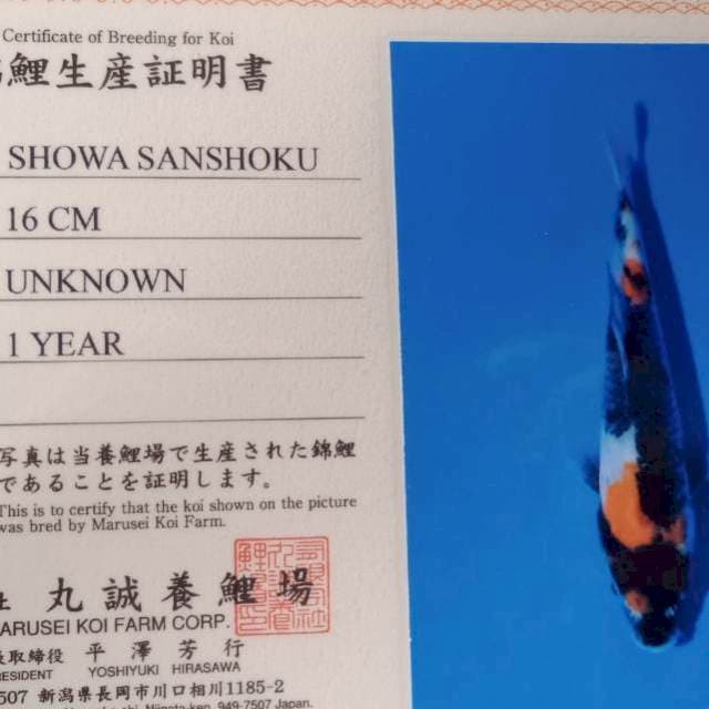 Showa import marusei farm