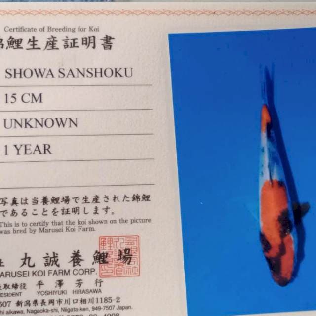 Showa import marusei farm