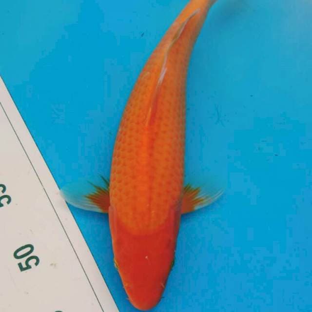 AKA HAJIRO 31CM